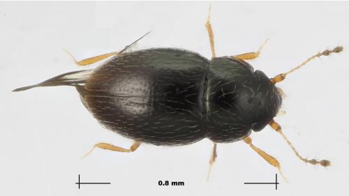 Réf. 270 522 : Ptenidium pusillum